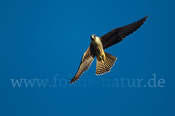 Eleonorenfalke (Falco eleonorae)