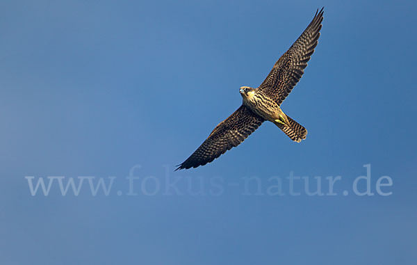 Eleonorenfalke (Falco eleonorae)