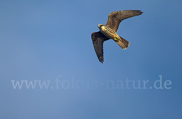 Eleonorenfalke (Falco eleonorae)
