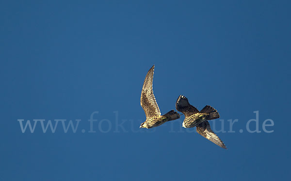 Eleonorenfalke (Falco eleonorae)