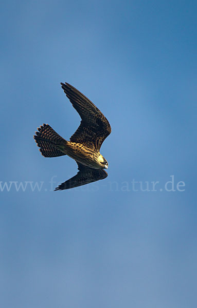 Eleonorenfalke (Falco eleonorae)