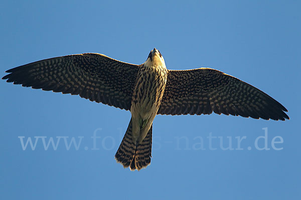 Eleonorenfalke (Falco eleonorae)