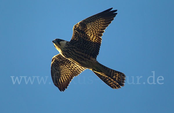 Eleonorenfalke (Falco eleonorae)