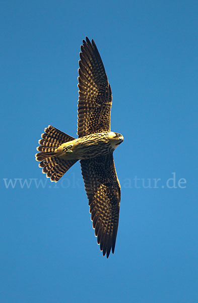 Eleonorenfalke (Falco eleonorae)