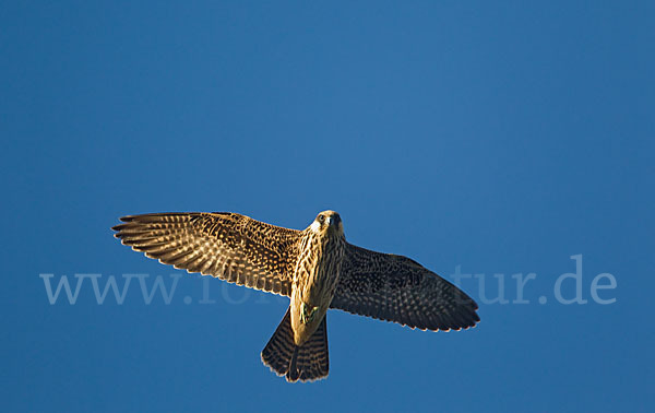 Eleonorenfalke (Falco eleonorae)