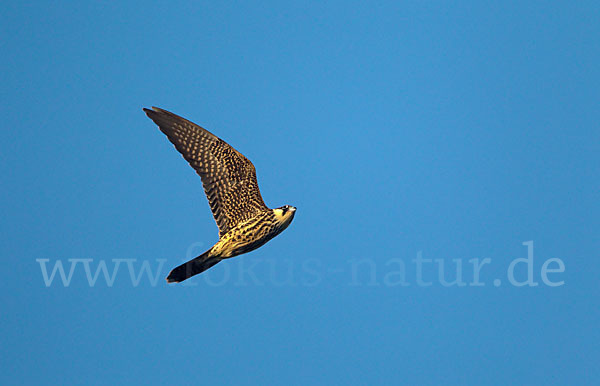 Eleonorenfalke (Falco eleonorae)