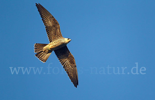 Eleonorenfalke (Falco eleonorae)