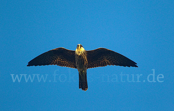 Eleonorenfalke (Falco eleonorae)