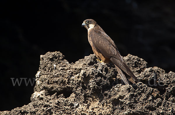 Eleonorenfalke (Falco eleonorae)