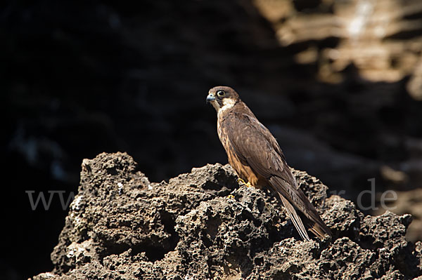 Eleonorenfalke (Falco eleonorae)