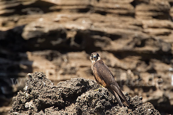 Eleonorenfalke (Falco eleonorae)