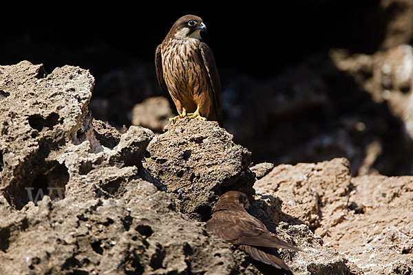 Eleonorenfalke (Falco eleonorae)