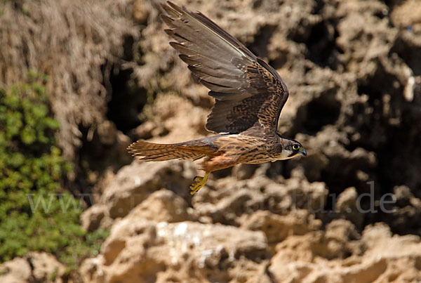 Eleonorenfalke (Falco eleonorae)