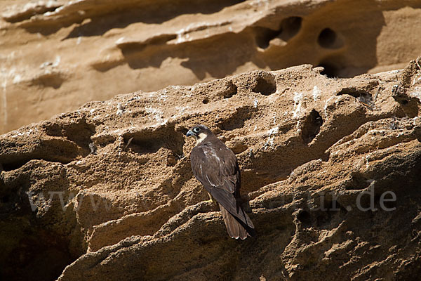 Eleonorenfalke (Falco eleonorae)