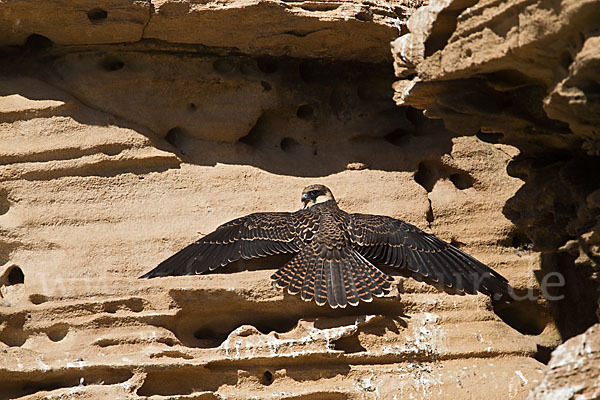 Eleonorenfalke (Falco eleonorae)