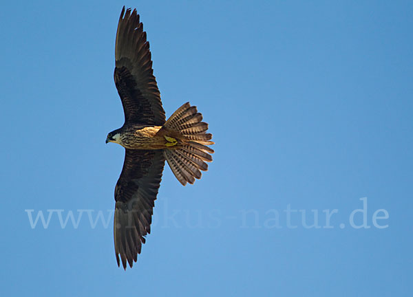 Eleonorenfalke (Falco eleonorae)