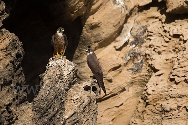 Eleonorenfalke (Falco eleonorae)