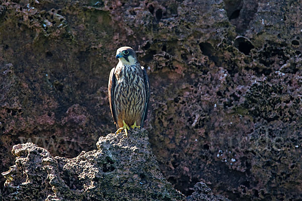 Eleonorenfalke (Falco eleonorae)