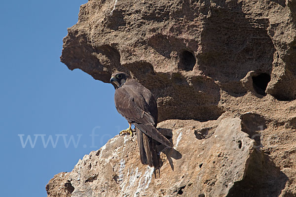 Eleonorenfalke (Falco eleonorae)