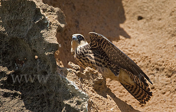 Eleonorenfalke (Falco eleonorae)