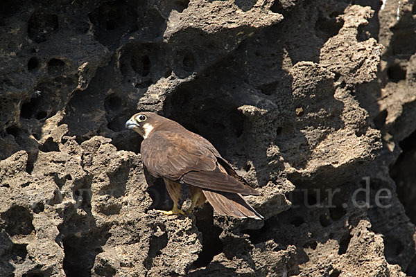 Eleonorenfalke (Falco eleonorae)