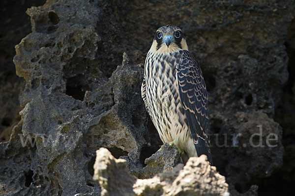 Eleonorenfalke (Falco eleonorae)