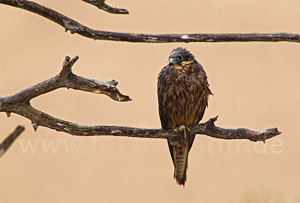 Eleonorenfalke (Falco eleonorae)