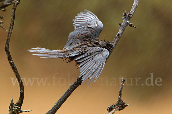 Eleonorenfalke (Falco eleonorae)