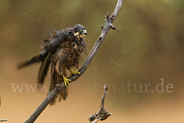 Eleonorenfalke (Falco eleonorae)