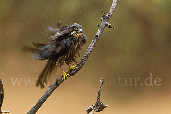 Eleonorenfalke (Falco eleonorae)