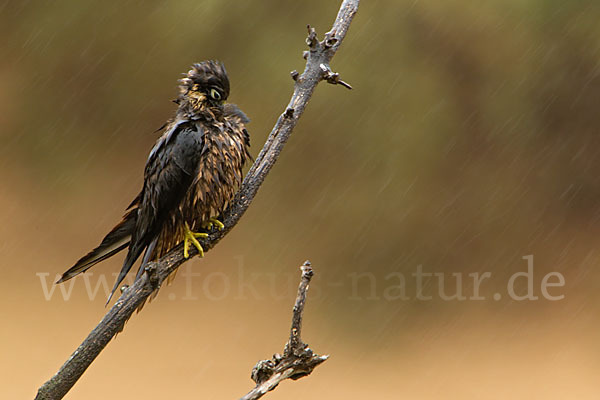 Eleonorenfalke (Falco eleonorae)