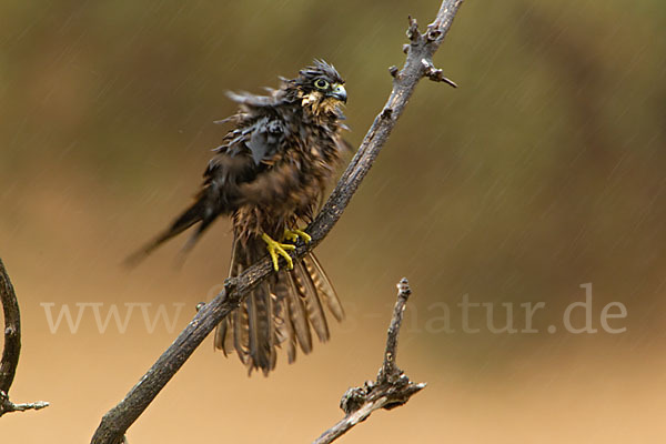 Eleonorenfalke (Falco eleonorae)