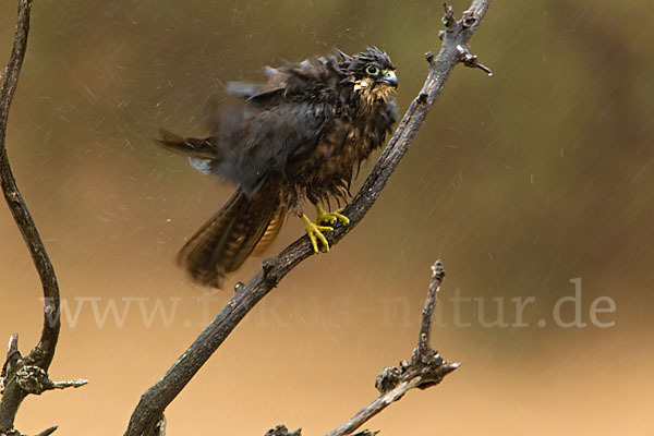 Eleonorenfalke (Falco eleonorae)