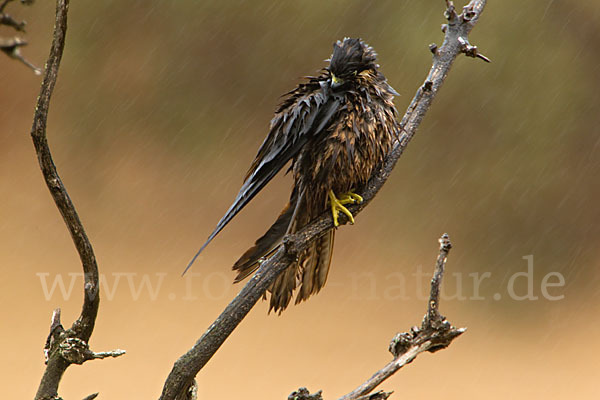 Eleonorenfalke (Falco eleonorae)