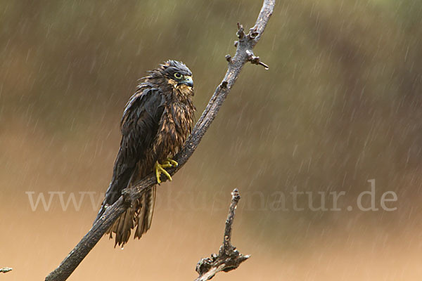 Eleonorenfalke (Falco eleonorae)