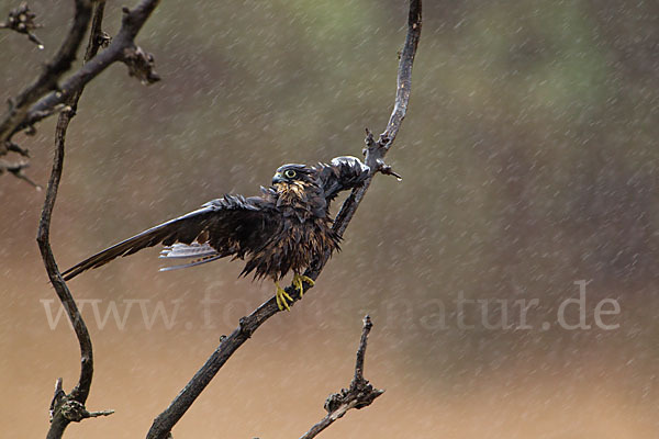 Eleonorenfalke (Falco eleonorae)