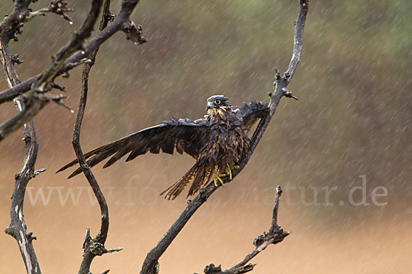 Eleonorenfalke (Falco eleonorae)