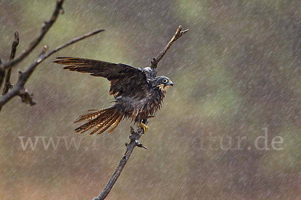 Eleonorenfalke (Falco eleonorae)