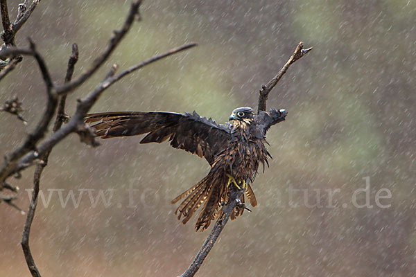 Eleonorenfalke (Falco eleonorae)