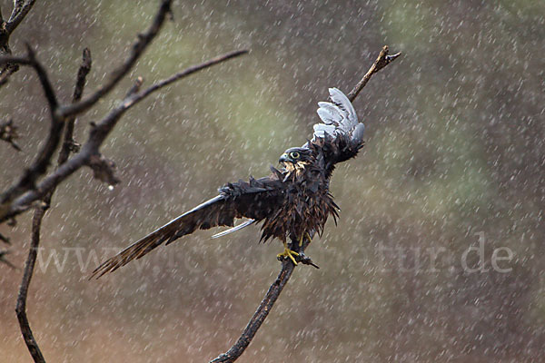 Eleonorenfalke (Falco eleonorae)