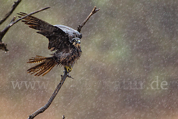 Eleonorenfalke (Falco eleonorae)