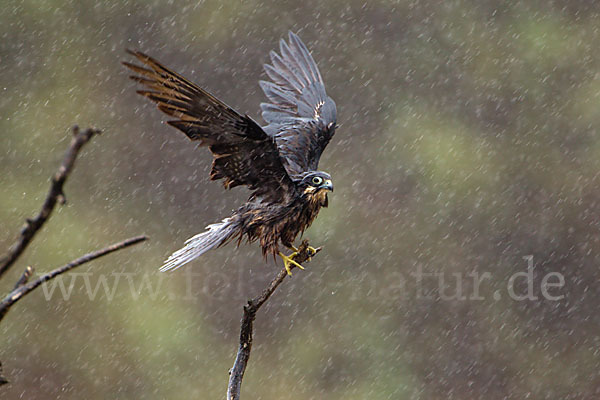 Eleonorenfalke (Falco eleonorae)