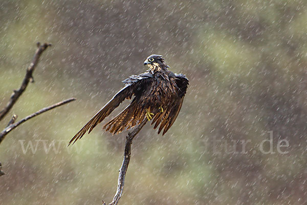 Eleonorenfalke (Falco eleonorae)