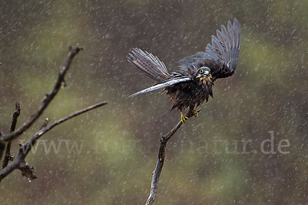 Eleonorenfalke (Falco eleonorae)