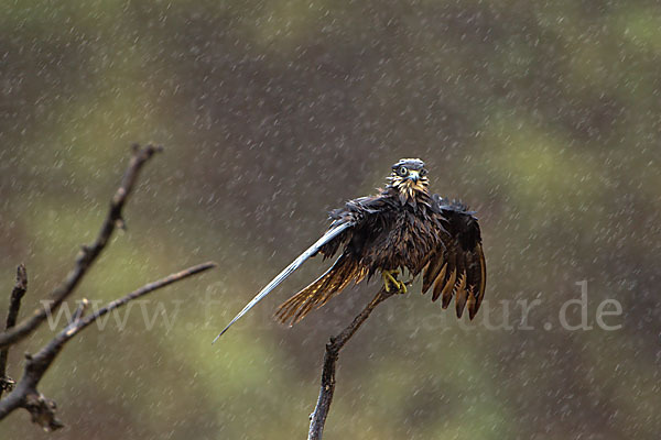 Eleonorenfalke (Falco eleonorae)