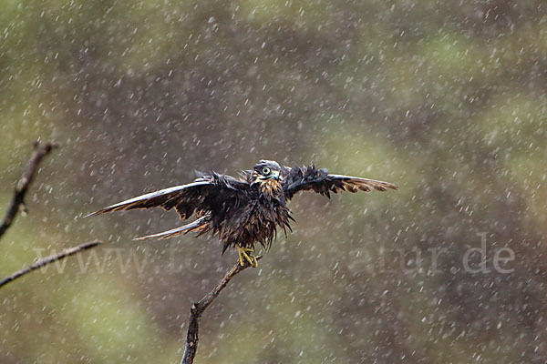 Eleonorenfalke (Falco eleonorae)