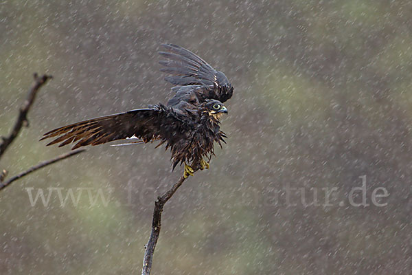 Eleonorenfalke (Falco eleonorae)