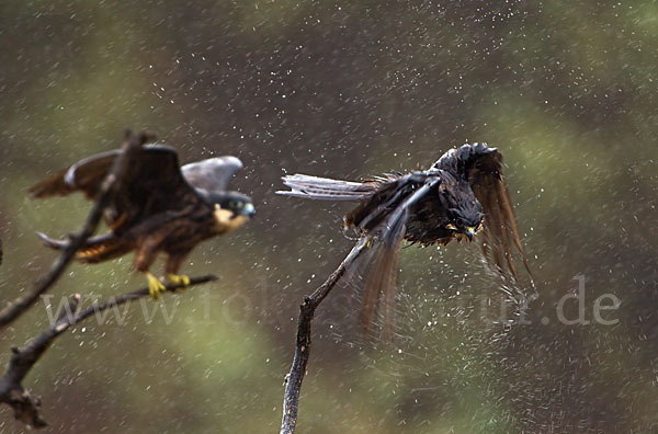 Eleonorenfalke (Falco eleonorae)