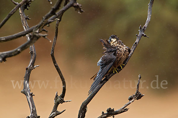 Eleonorenfalke (Falco eleonorae)