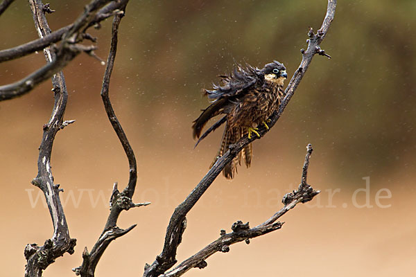 Eleonorenfalke (Falco eleonorae)